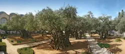 Artikel Holyland Tour  2 Perikop  utama untuk mengenang Penangkapan Kristus di Taman Getsemani